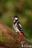 Grote Bonte Specht (Dendrocopos major)