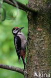 Grote Bonte Specht (Dendrocopos major)