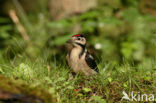 Grote Bonte Specht (Dendrocopos major)