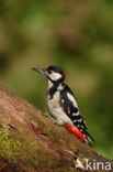 Grote Bonte Specht (Dendrocopos major)