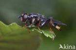 Grote gouden bladloper (Xylota sylvarum)