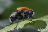 Grote narcisvlieg (Merodon equestris)