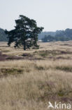 Grove den (Pinus sylvestris)