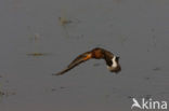 Grutto (Limosa limosa) 