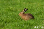 Haas (Lepus europaeus)