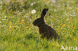 Haas (Lepus europaeus)