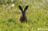 Haas (Lepus europaeus)