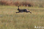 Haas (Lepus europaeus)