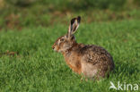 Haas (Lepus europaeus)