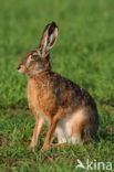 Haas (Lepus europaeus)