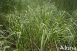 Hoge cyperzegge (Carex pseudocyperus)