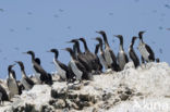 Humboldt-aalscholver (Phalacrocorax bougainvillii) 