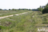 Internationaal Natuurpark Bourtanger Moor-Bargerveen