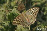 Kardinaalsmantel (Argynnis pandora)