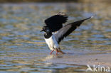 Kievit (Vanellus vanellus)