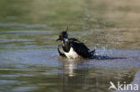 Kievit (Vanellus vanellus)