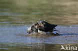 Kievit (Vanellus vanellus)