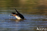 Kievit (Vanellus vanellus)