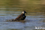 Kievit (Vanellus vanellus)