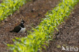 Kievit (Vanellus vanellus)