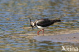 Kievit (Vanellus vanellus)