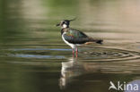 Kievit (Vanellus vanellus)