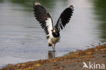 Kievit (Vanellus vanellus)