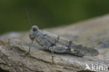 Kiezelsprinkhaan (Sphingonotus caerulans)