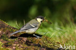 Koolmees (Parus major)