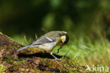 Koolmees (Parus major)