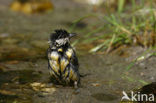 Koolmees (Parus major)