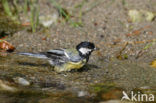 Koolmees (Parus major)