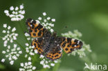 Landkaartje (Araschnia levana)