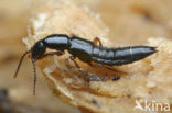 Lathrobium brunnipes