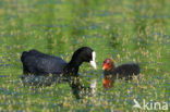 Meerkoet (Fulica atra)