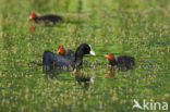 Meerkoet (Fulica atra)