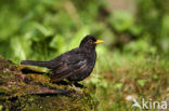 Merel (Turdus merula)