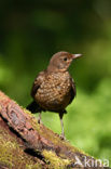 Merel (Turdus merula)