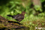 Merel (Turdus merula)