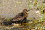 Merel (Turdus merula)