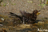 Merel (Turdus merula)