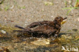 Merel (Turdus merula)