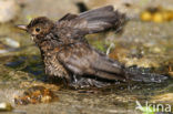 Merel (Turdus merula)