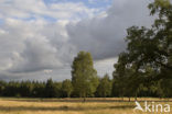 Nationaal Park De Hoge Veluwe