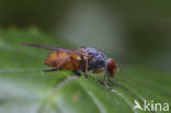 Oostelijke Sapzwever (Brachyopa pilosa)