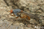 Oostelijke Sapzwever (Brachyopa pilosa)