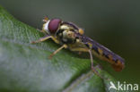 Oosterse langlijf (Sphaerophoria chongjini)