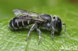 Osmia cephalotes longiceps