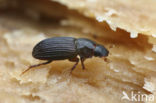 Oxyomus sylvestris