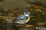 Pimpelmees (Parus caeruleus)